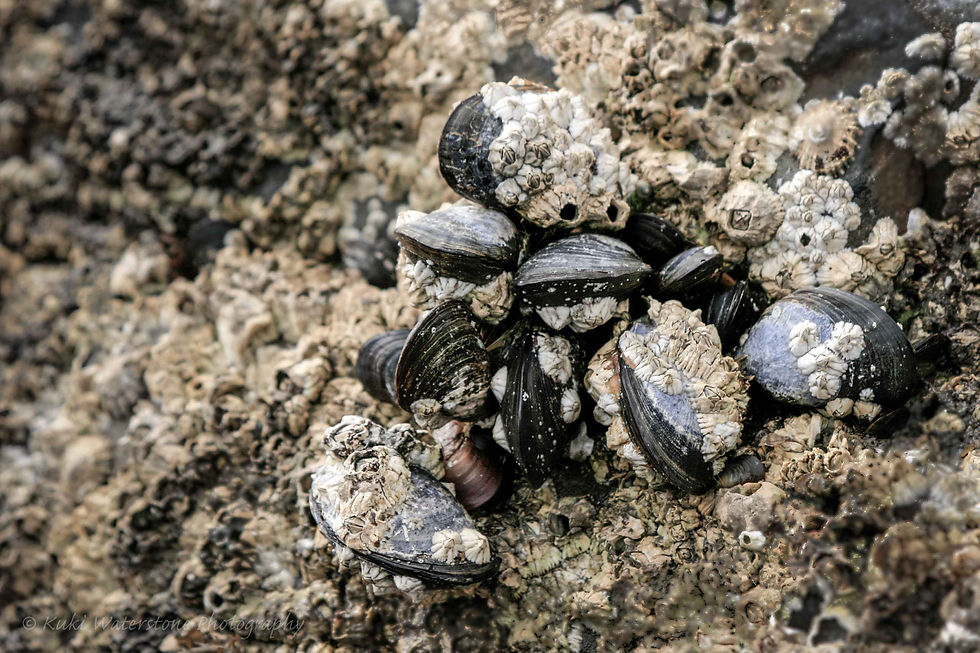 Mussels and barnacles