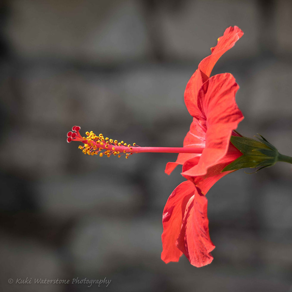 Hibiscus profile