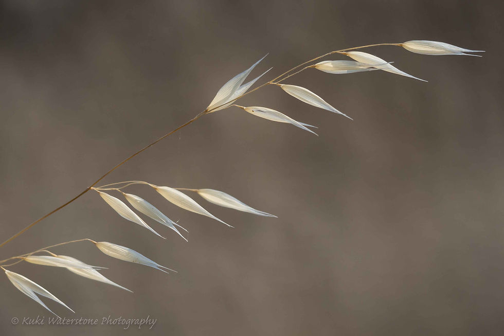 Grass strand
