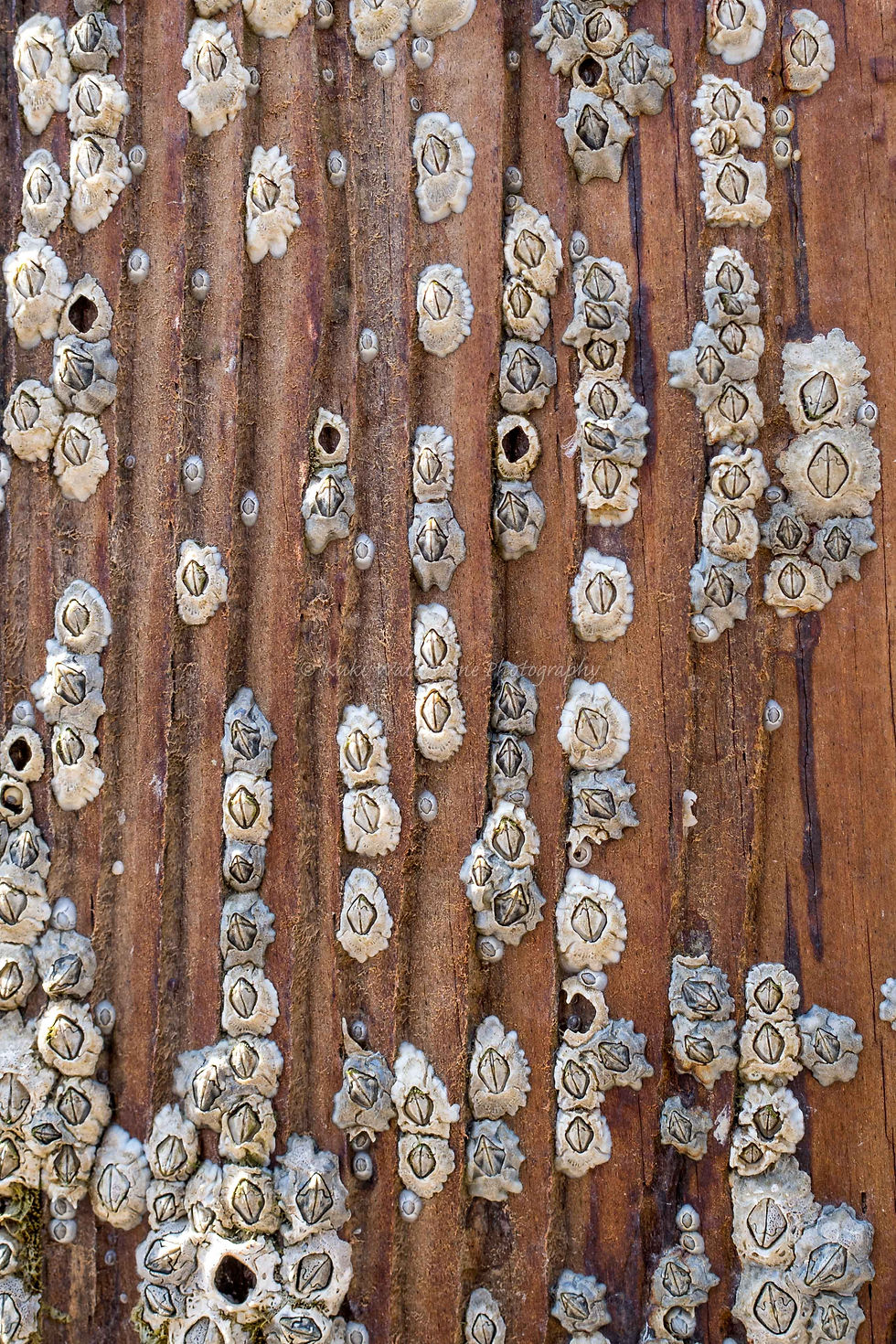 Barnacles on timber 0327