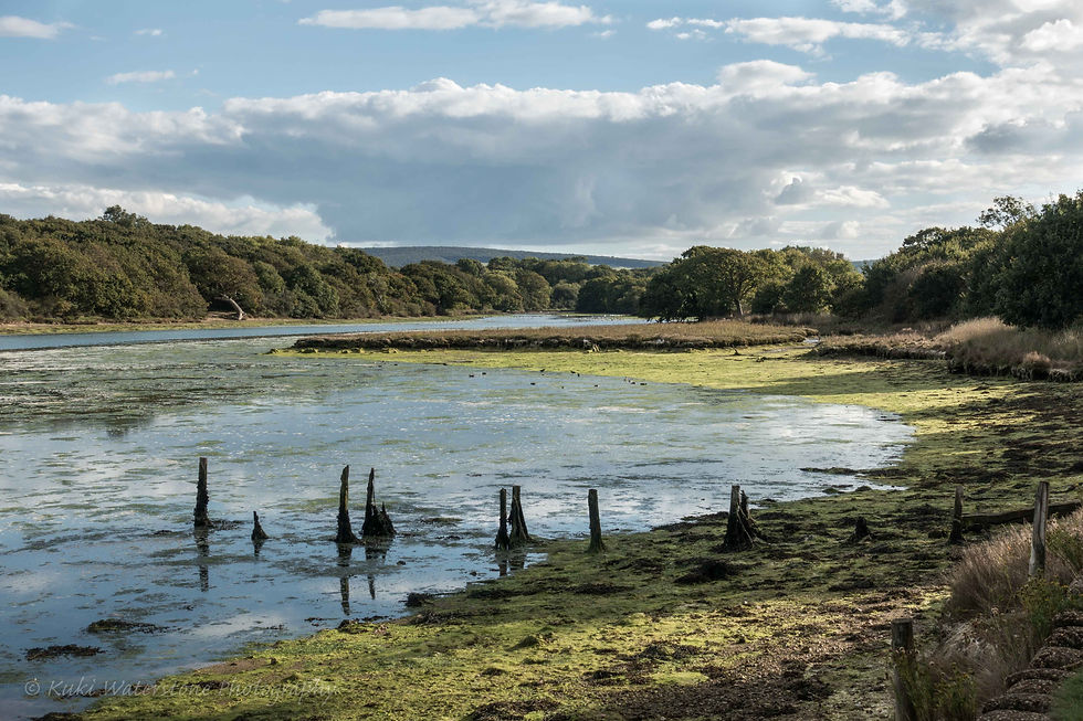 Newtown River