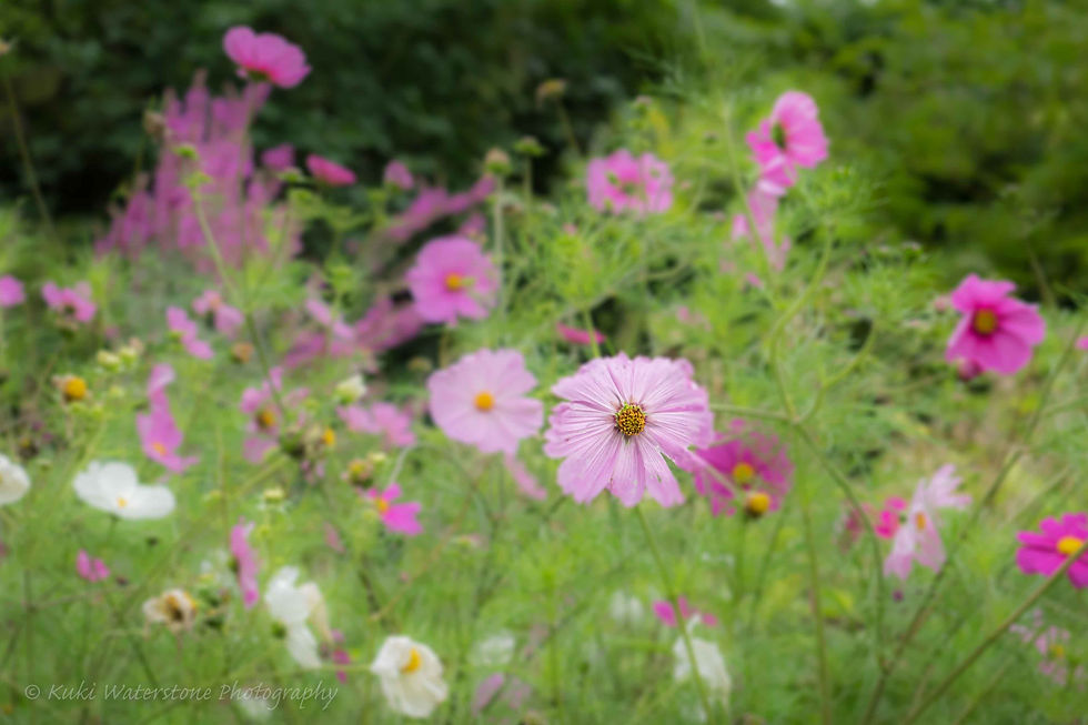 Meadow flowers