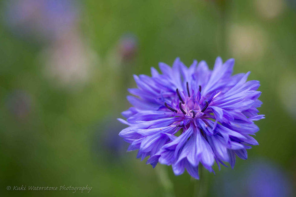 Cornflower