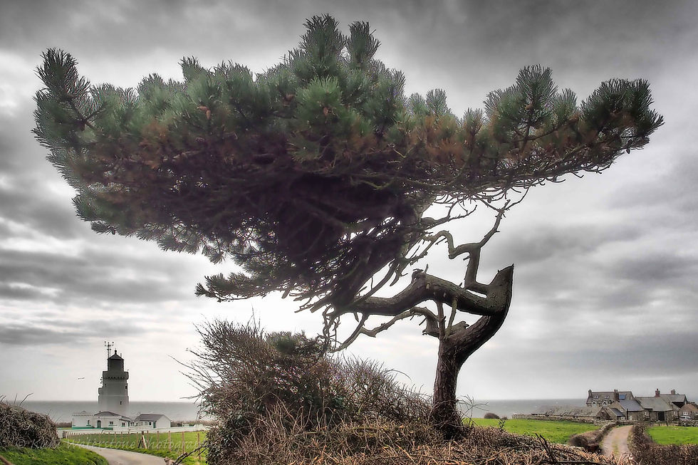 Tree at St Catherine's