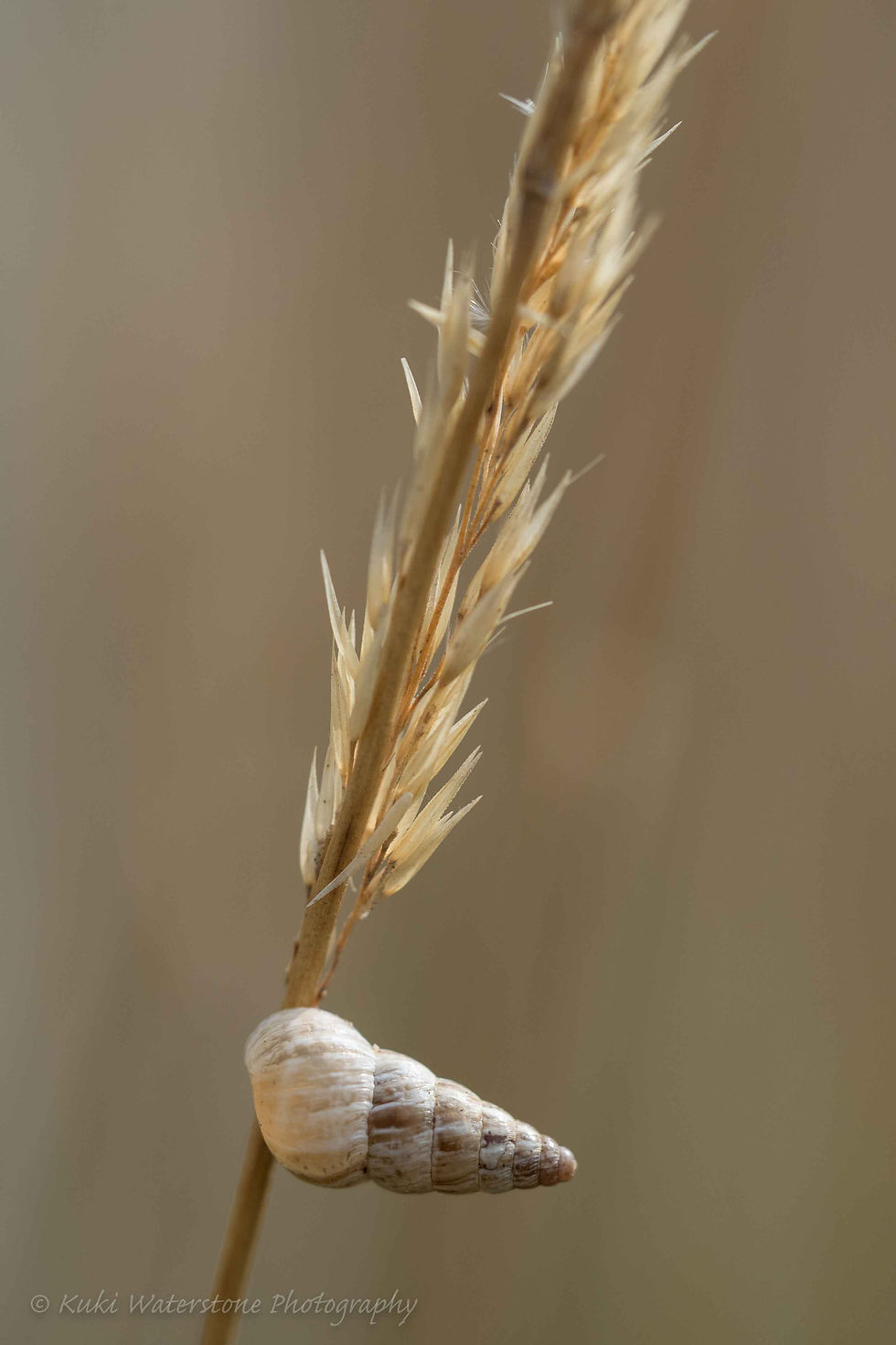 Snail on grass stalk 0007
