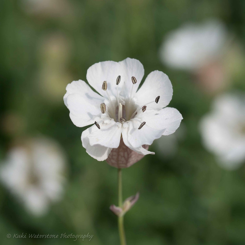 Sea Campion