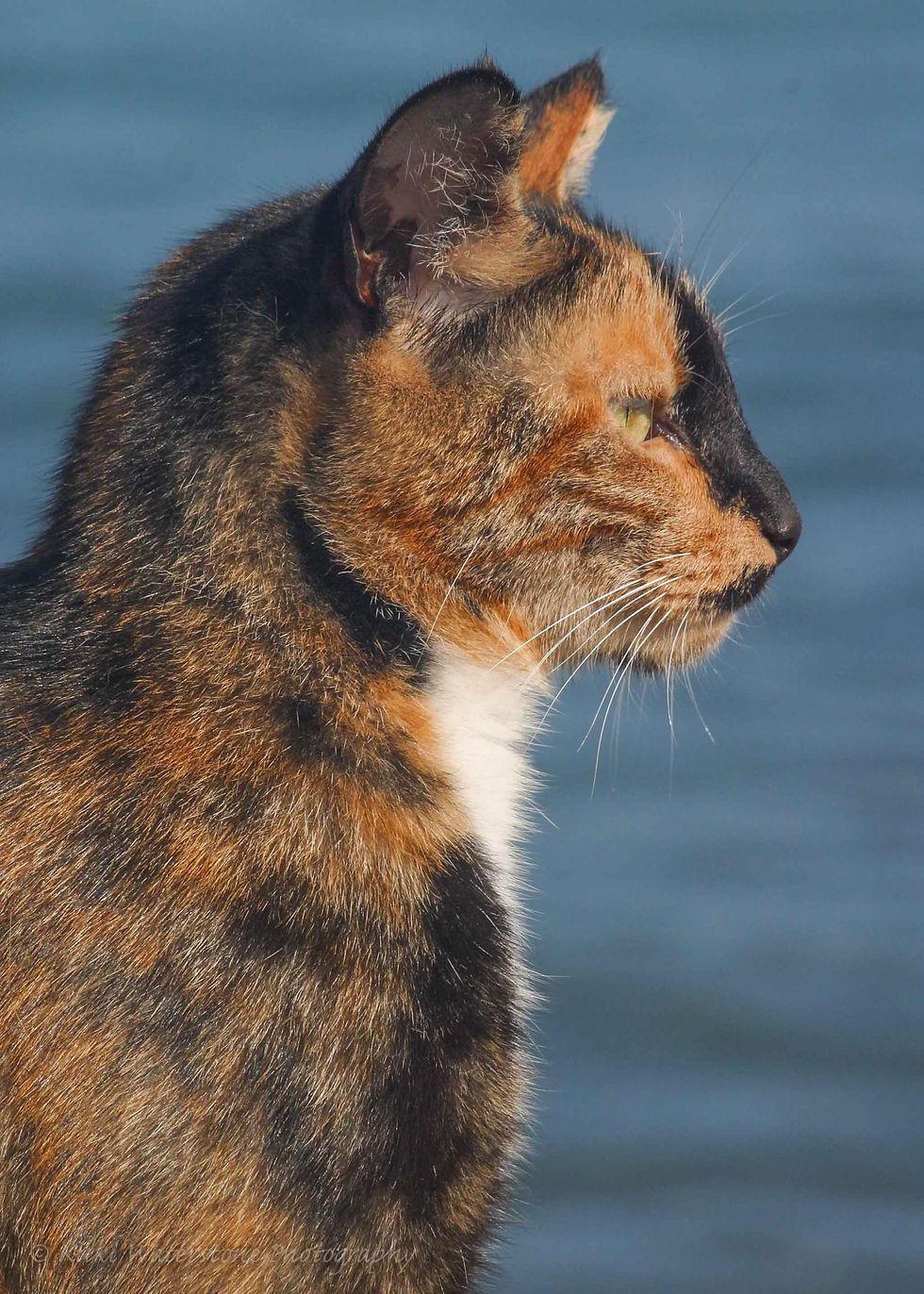 Tortoishell cat, Katie