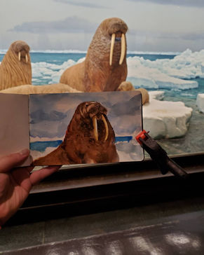 Walrus Art Artist Artwork Sabrina Figueroa Art 