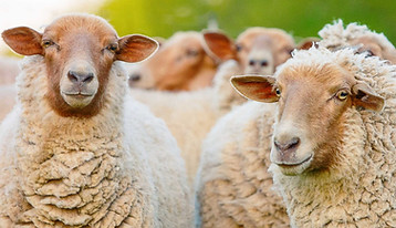 species-page-sheep_header.jpg