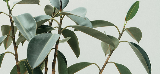 Green plants_edited.png