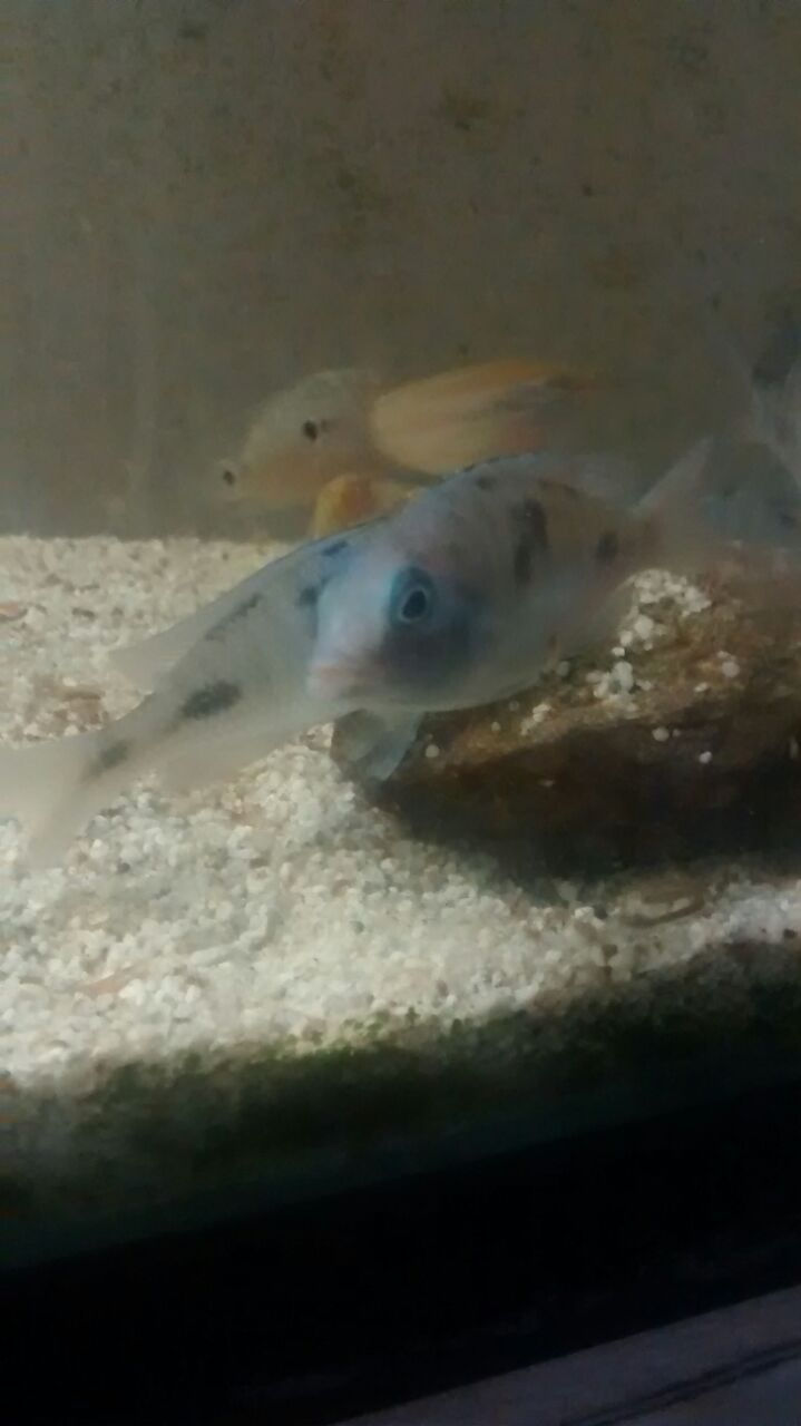 Miniatura: Ciclido Delfin del Malawi