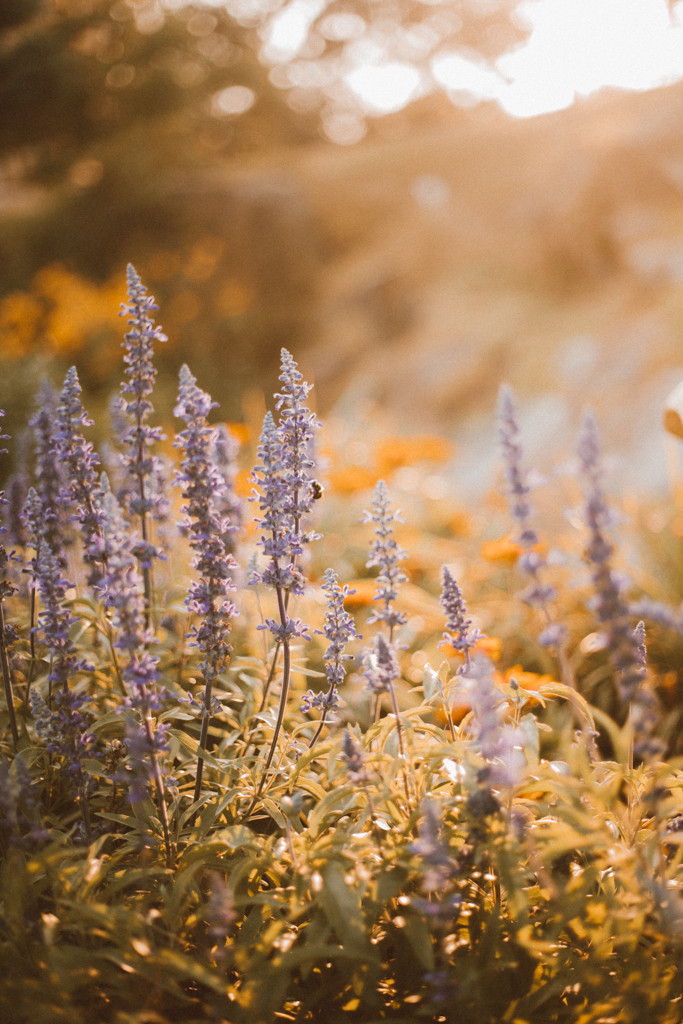 Summer Lifestyle Photography by Anna Gutermuth.