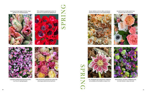 Spring _SF BIG DREAMS v41.jpg