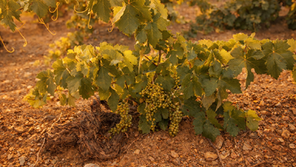 Vinhas Velhas, a Memória do Terroir.