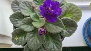 the violet in my kitchen