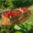 55C33A2B-7A9C-4AC5-A652-48866AFE6ED2.PNG