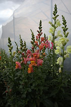 IMG_3044.JPG