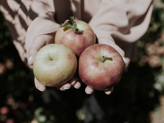 Growing Fruit in Cool Climates