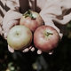 Apples