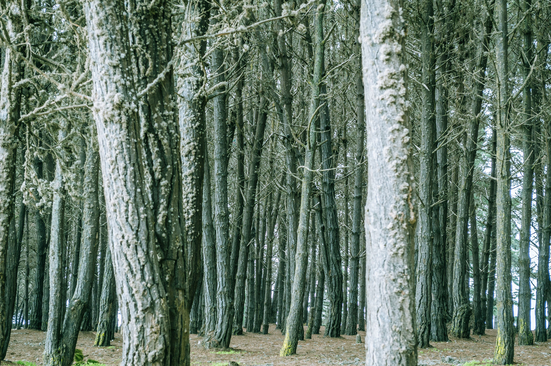 A dense forest