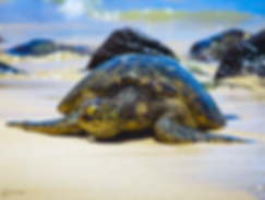 Honu