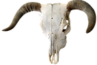 kisspng-cattle-horn-skull-bone-bull-bull