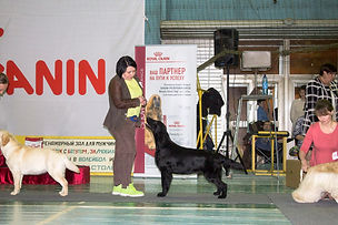 Bersifjor Villarosa, Retline kennel, Retline, Ретлайн