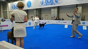 Bersifjor Villarosa, прямошерстный ретривер, flat coated retriever