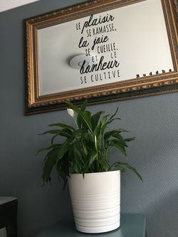 Détail plante naturelle