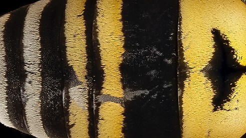 texture abeille_Plan de travail 1.tif