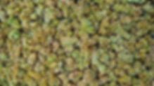 Rieslingtrauben.jpg