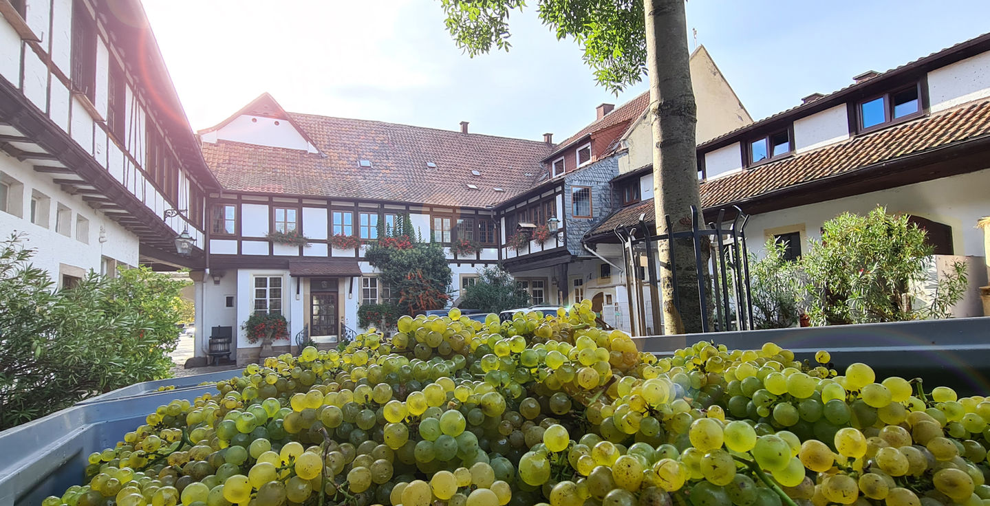 trauben_im_hof.jpg