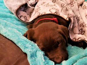 Socialization for Puppies and Kittens