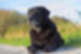 labrador-4580059_1920.jpg