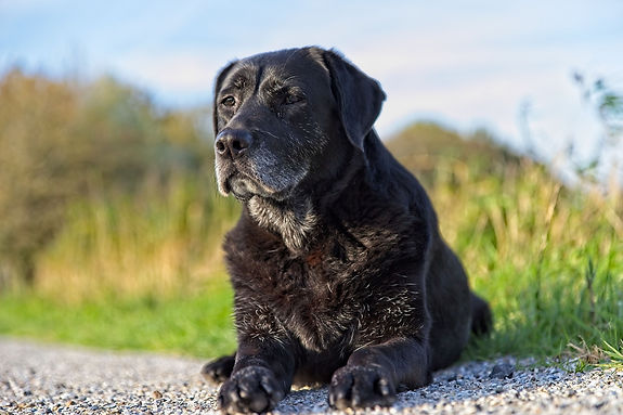 labrador-4580059_1920.jpg