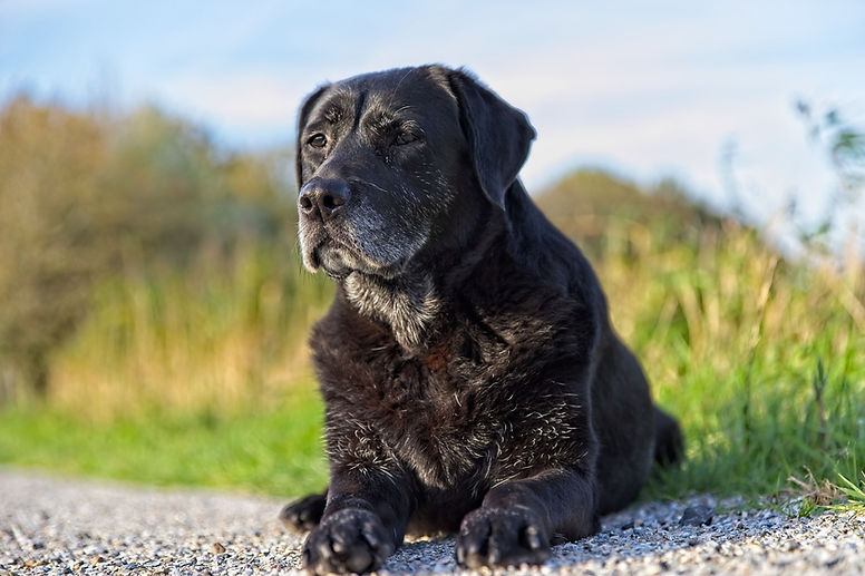 labrador-4580059_1920.jpg