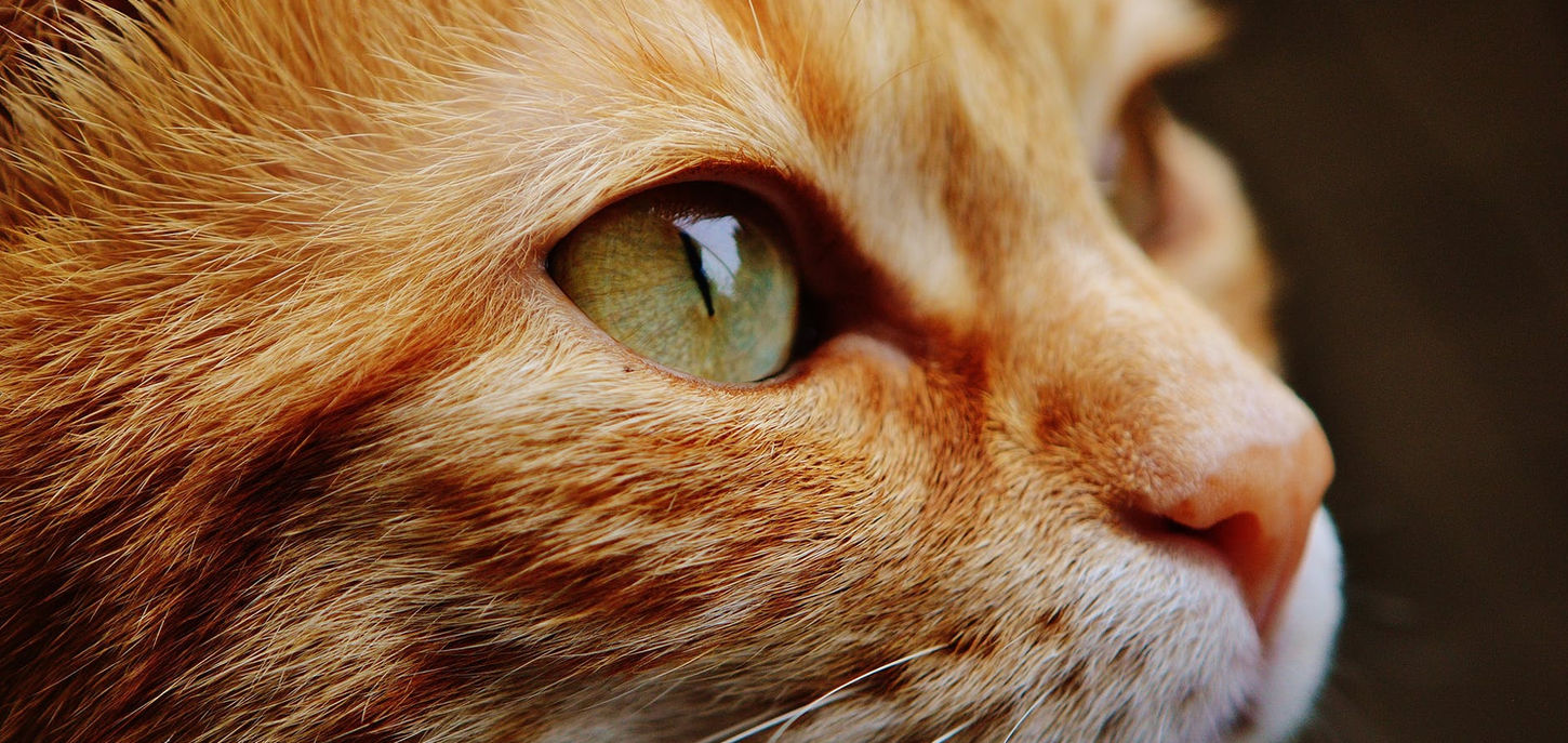 Ginger cat.jpeg