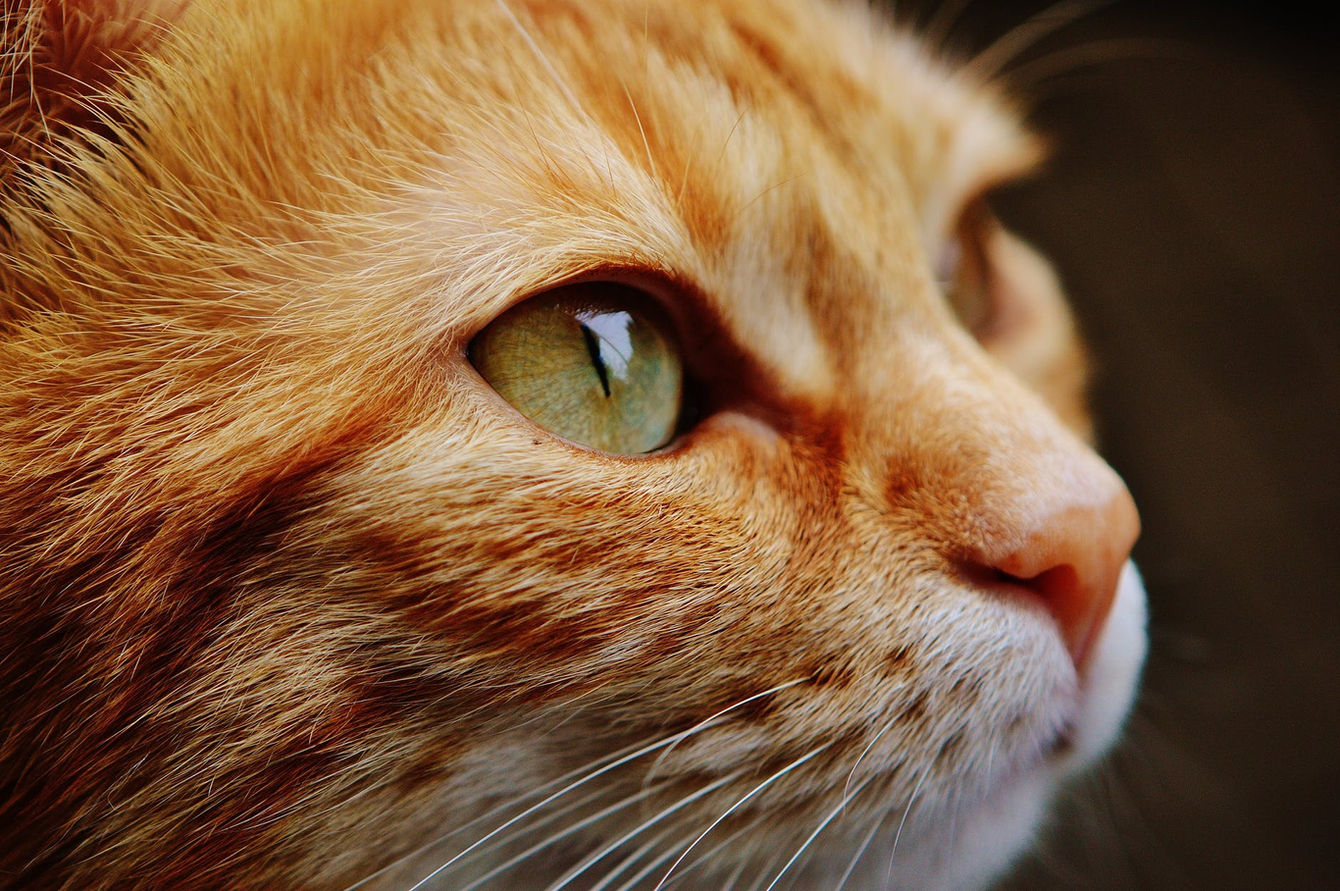Ginger cat.jpeg