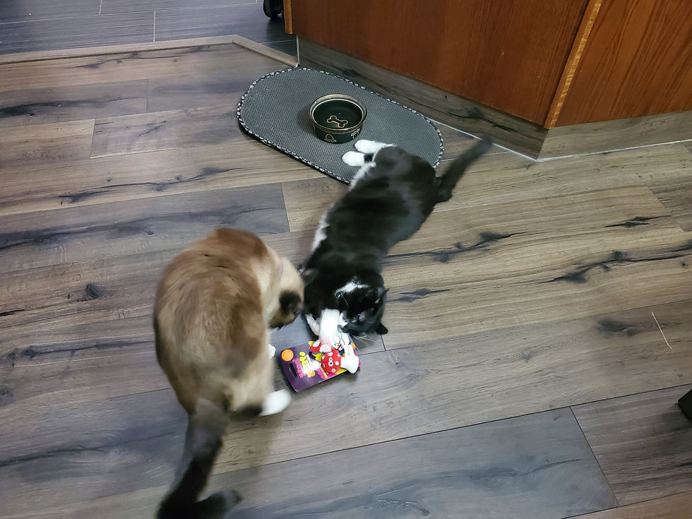 Engaging Ways to Help Your Overweight Cat Embrace Exercise