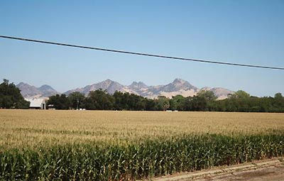 Butte Creek Farms view of the Sutter Buttes