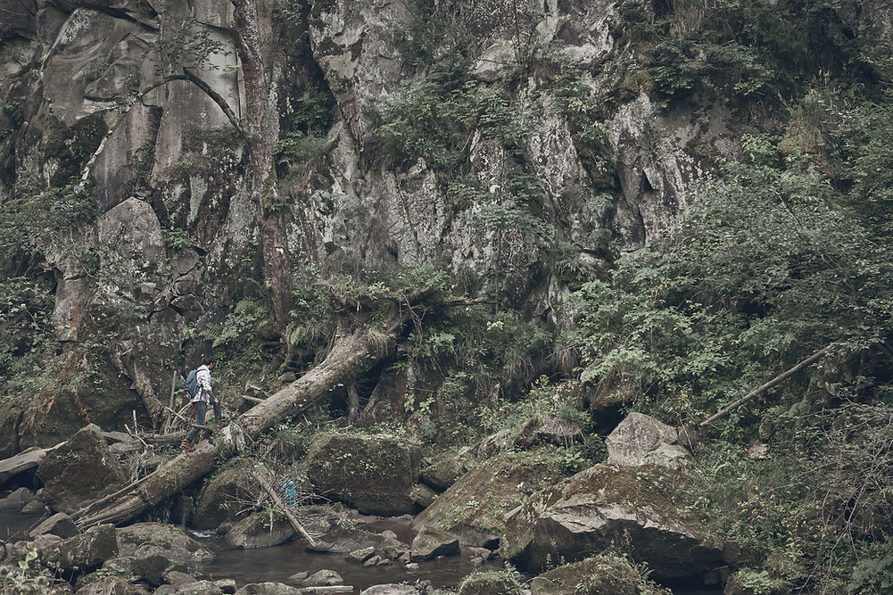 Hiker In Forest