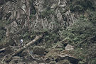 Hiker In Forest