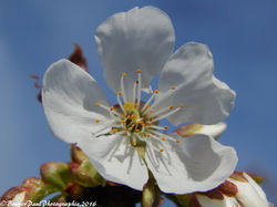 fleure de cerisier