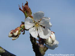 fleure de cerisier