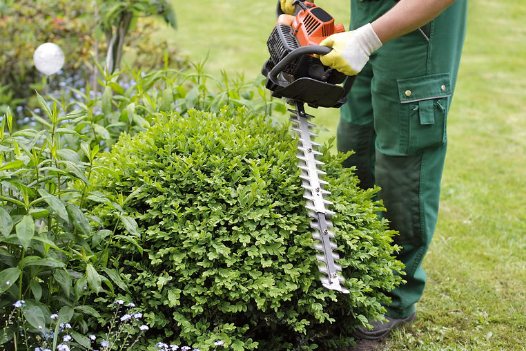 gardener using hedge trimmer to cut hedge