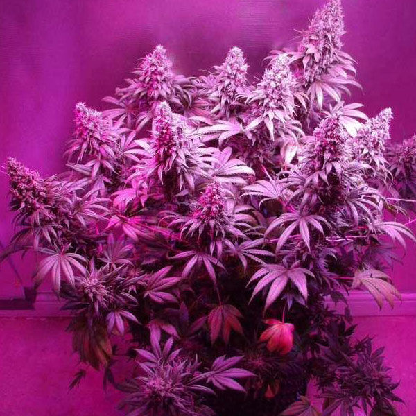 Miniatura: DUTCH PASSION - ORANGE HILL SPECIAL REGOLARE