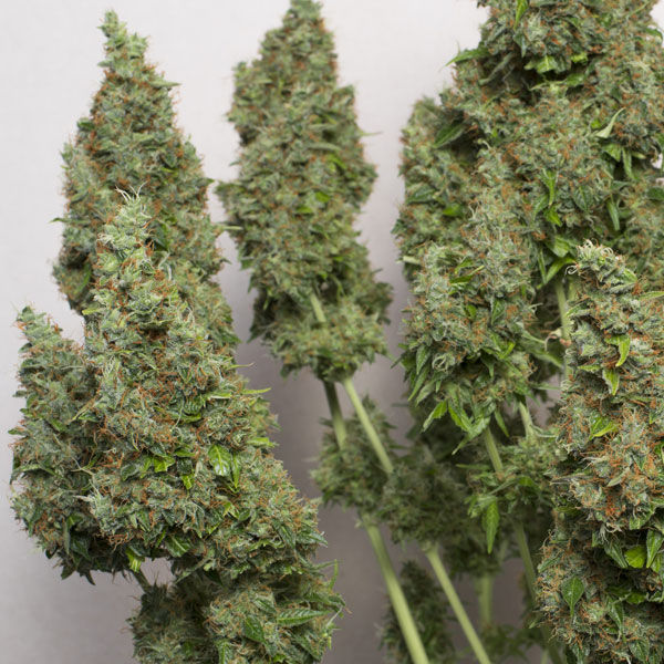 Miniatura: DUTCH PASSION - MAZAR AUTO