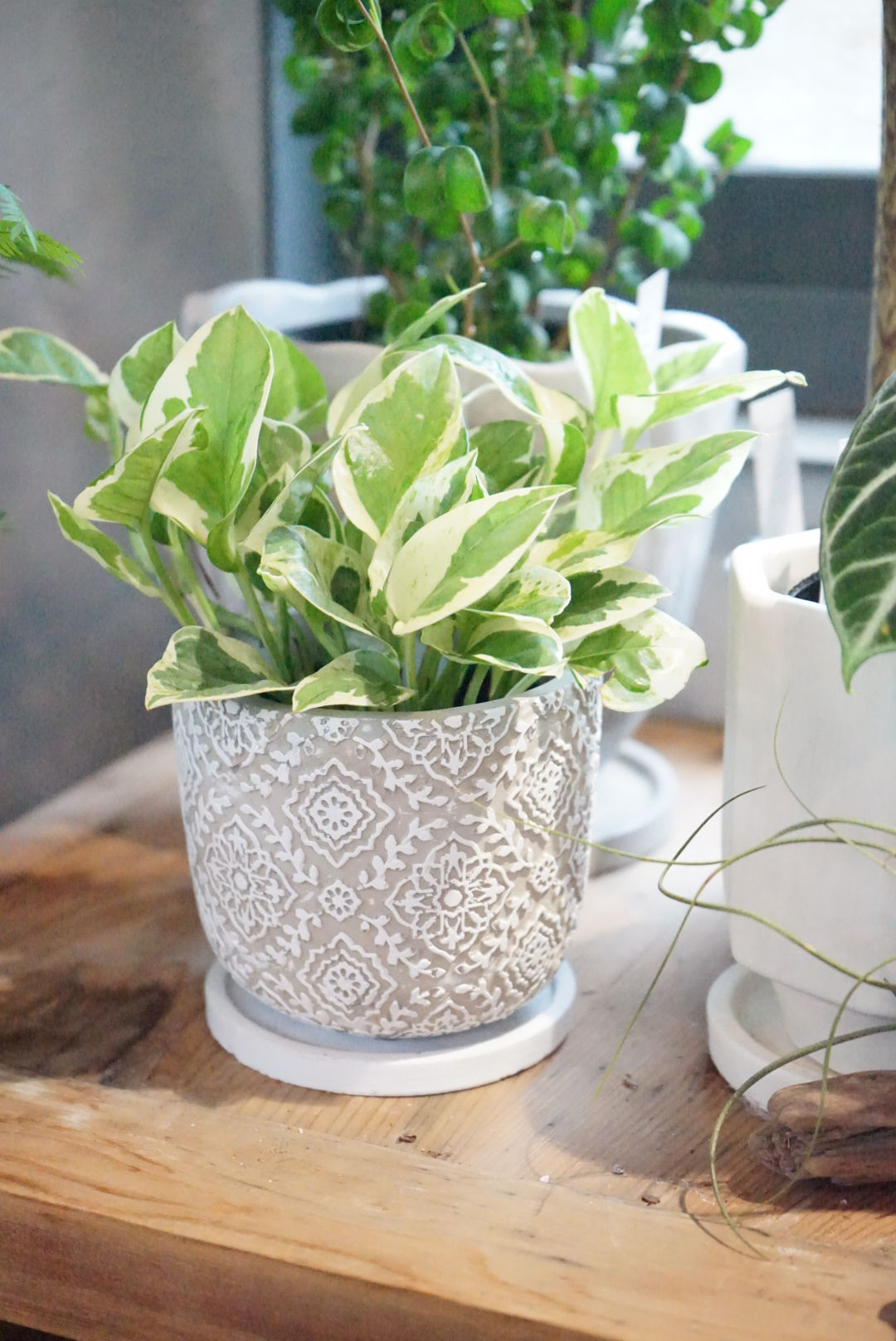 ポトス・エンジョイ 鉢付き