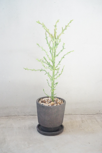 ユーフォルビア・ステノクラーダ 鉢付き | Trunk