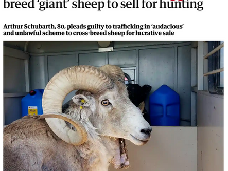Montana rancher used sheep parts to breed ‘giant’ sheep to sell for hunting